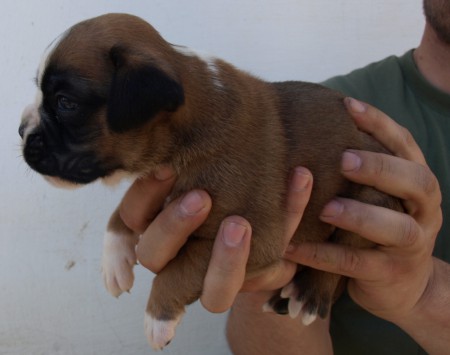 Cassanova de Salgo´s